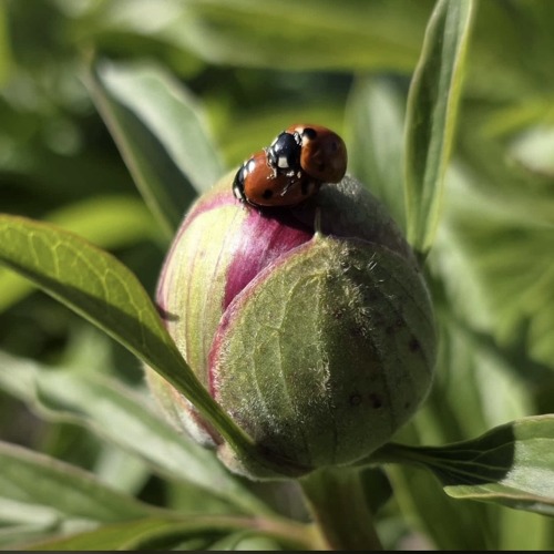 Die Welt der Pfingstrosen: Tradition und Gartenkultur